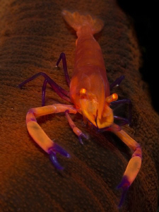 Periclemenes imperator by Alex Varani 